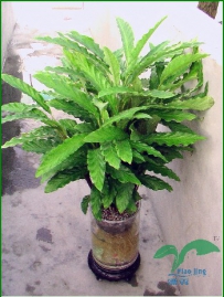 中草药大全―大叶仙茅