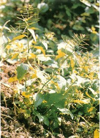 中草药大全―旱菜