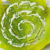 叶子上的环保（5张）