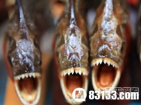 食人鱼有没有天敌？揭食人鱼神秘面纱