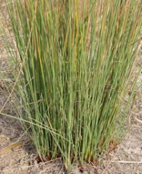 中草药大全―野席草