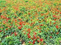 辣椒的种植方法和时间