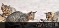 小龙虾不畏强敌 独自大战猫星人