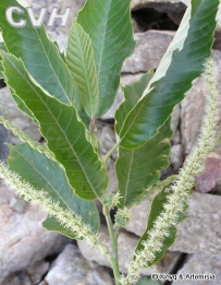 中草药大全―栗