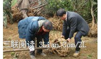 这样植树 树苗容易活