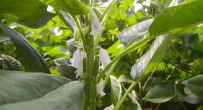 什么时候种芝麻