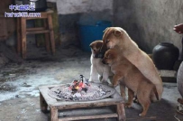 妈妈，这怎么都成灰了肉肉还没烤好呢？