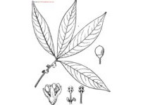 中草药大全―红果楠