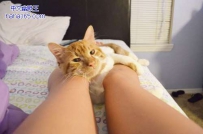 主人的大长腿哦