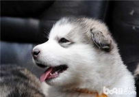 成犬粮和幼犬粮的区别 幼犬粮和成犬粮的区别要点