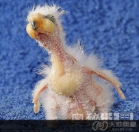 德国动物园一只小鹦鹉因为长相奇丑被父母遗弃（图）