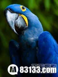 土豪专用：盘点世界上最奢侈的宠物