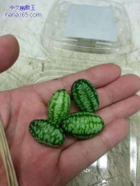 袖珍小西瓜