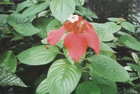 中草药大全―蝴蝶藤