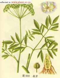 中草药大全―毒芹