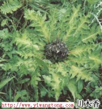 中草药大全―川木香