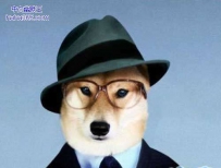 狗狗也当模特了（8张）