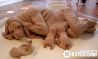 令人窒息的诡异生物 猿狗你看过没？