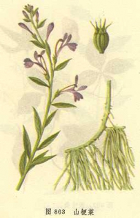 中草药大全―山梗菜