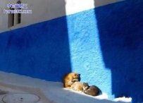 流浪猫是这样过冬的