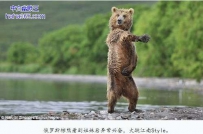 俄罗斯棕熊见到姐妹兴奋异常 大跳江南style