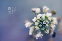 霜降节气注意农作物变化