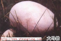 中草药大全―马勃