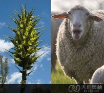 世界上真实存在的会吃动物的恐怖植物
