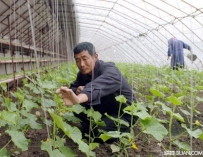 2015年立春时期蔬菜农事指南