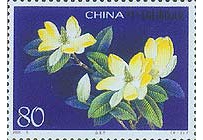 中草药大全―山玉兰