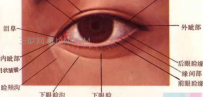 上班族为何容易得眼睑病