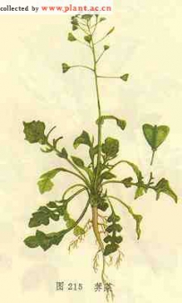 中草药大全―荠菜