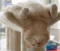 萌猫的销魂睡姿（13张）