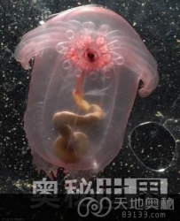 深海“黄昏区域”发现数千种奇特的新物种（图）