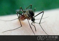 盘点自然界中的十大动物杀手