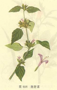 中草药大全―狗肝菜