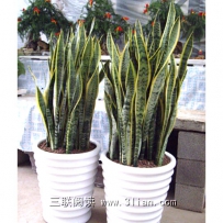 虎皮兰的养殖方法