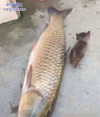 今天食欲不佳，就这条鱼吧