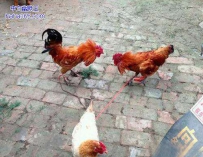 两雄冲冠一怒为一母啊