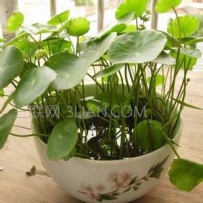适合家居种植的水生植物有哪些？