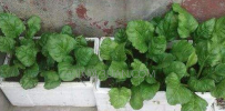 蔬菜是怎样种的