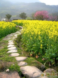 立春油菜管理具体措施技术要点