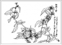 中草药大全―猫胡子花