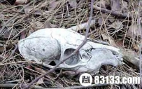 你敢去么 全世界最恐怖五大死亡地带