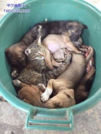 猫狗大杂烩