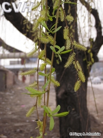 中草药大全―垂柳