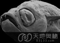 缅甸发现恐怖的新物种：吸血鬼鱼（图）
