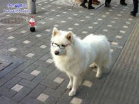 传说中的文艺狗