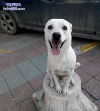 二货把自己当狮子了