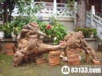 揭秘千年何首乌神秘之处 可延年益寿